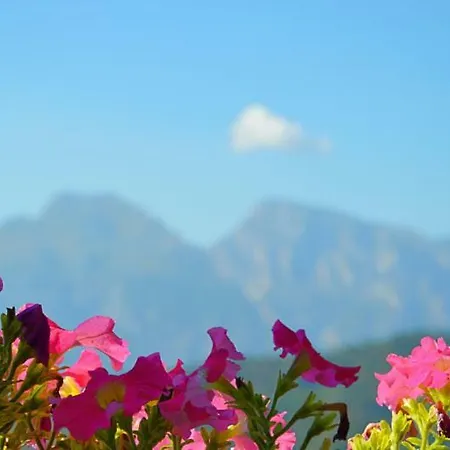 Bajardo *